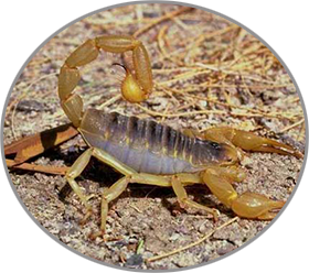 scorpions labo ehp boukhatmi